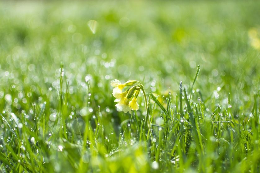 Trawnik wiosną - jakie nasiona trawy na trawnik | Sklepogrodniczy.pl