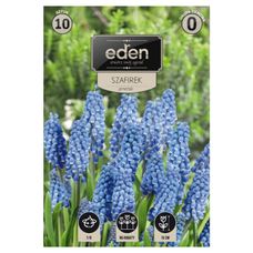 Szafirek Armeński 10szt Eden