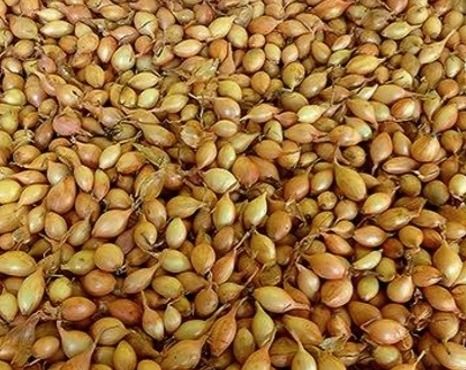 Cebula dymka Sochaczewska 250 g