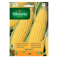 Pomidor Jangcy F1 malinowy szklarniowy 7 nasion Vilmorin