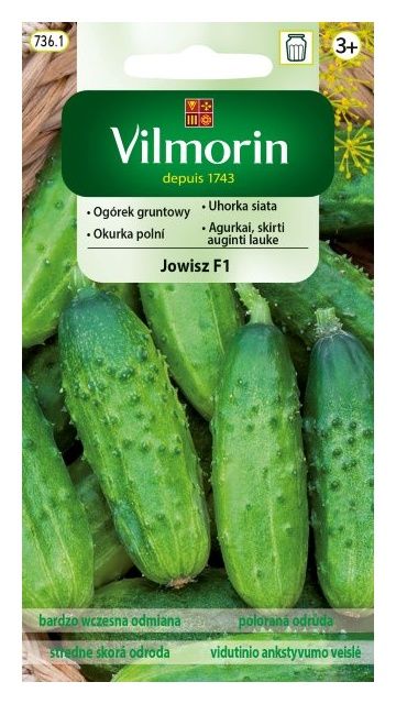 Pomidor Jangcy F1 malinowy szklarniowy 7 nasion Vilmorin