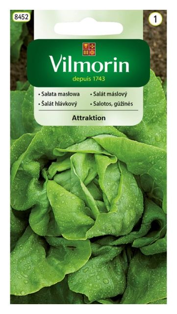 Sałata grunt masłowa Attraction 1g Vilmorin