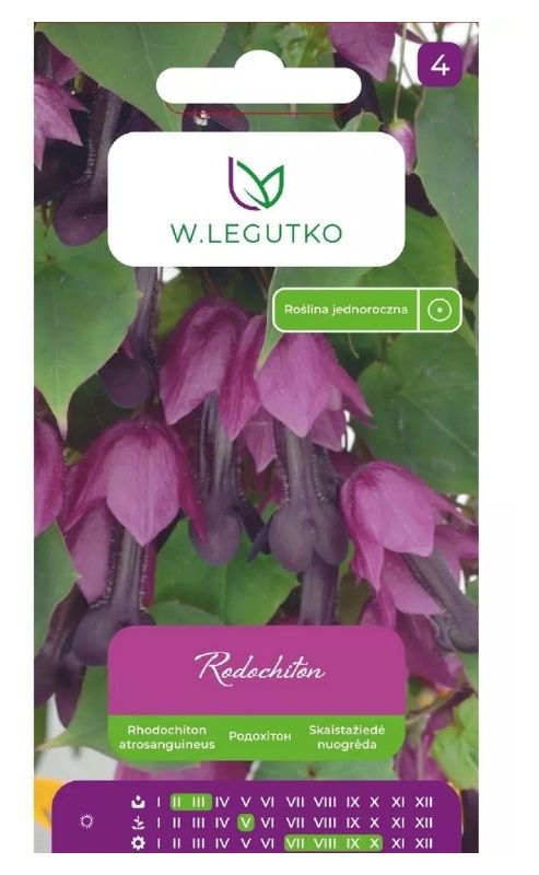 Rodochiton fioletowo-różowy 6 nasion Legutko