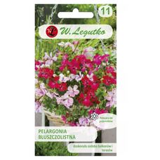 Pelargonia bluszczolistna Speedy F2 mieszanka 5 nasion Legutko