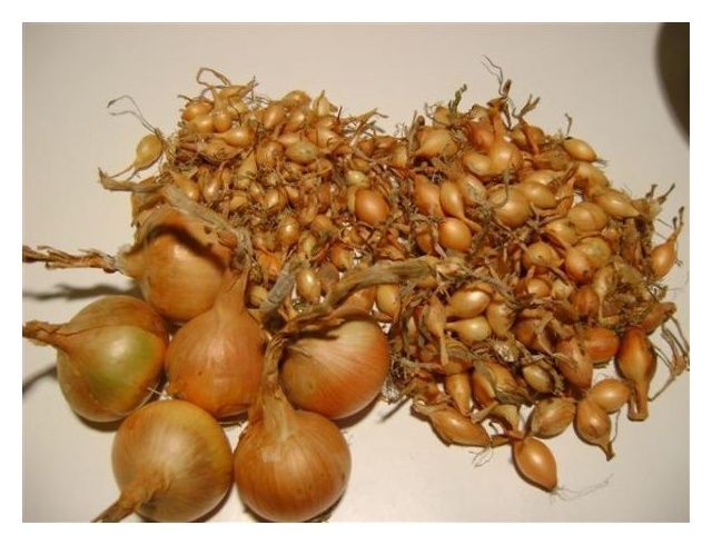 Cebula dymka odmiana Wolska III 10kg