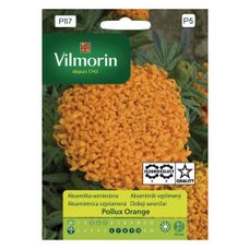 Aksamitka wyniosła Pollux Orange 0,2g Vilmorin