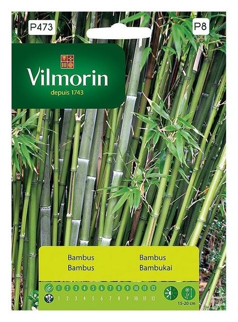 Bambus mrozoodporny Vilmorin | Sklepogrodniczy.pl