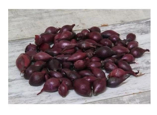 Cebula dymka zimowa czerwona Akado 250g Legutko