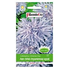 Aster chiński wysoki chryzantemowy jasnoniebieski 1g Plantico 