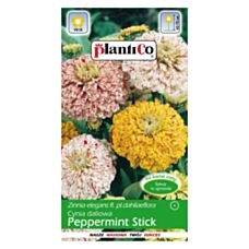 Cynia wytworna daliowa Peppermint Stick 1g Plantico