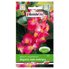 Begonia stale kwitnąca różowa 0,1g PlantiCo