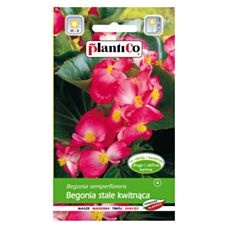 Begonia stale kwitnąca różowa, zielonolistna 0,1g PlantiCo
