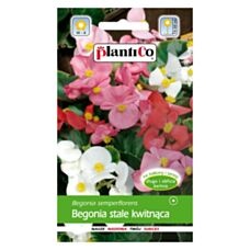 Begonia stale kwitnąca zielonolistna mix 0,1g PlantiCo