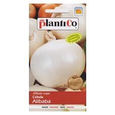 Cebula biała Alibaba 5g PlantiCo