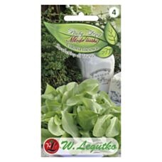 Cykoria liściowa Zuccherina di Trieste - Baby Leaf 1,5g Legutko