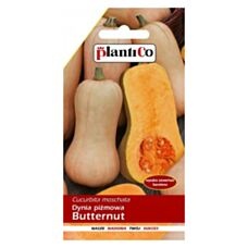 Dynia piżmowa Butternut 2g PlantiCo