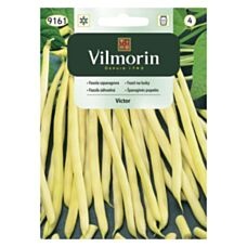 Fasola szparagowa żółta Victor 20g Vilmorin
