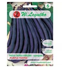 Fasola szparagowa Purple Teepee 40g Legutko