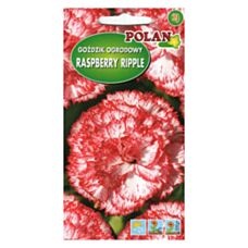 Goździk ogrodowy Raspberry Ripple 0,2g Polan