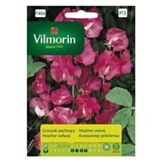 Groszek pachnący różowy 2g Vilmorin