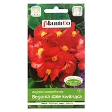 Begonia stale kwitnąca 0,1g PlantiCo 