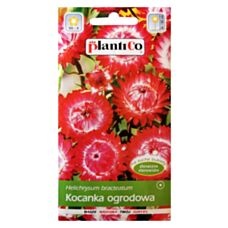 Kocanka ogrodowa różowa 1g PlantiCo 