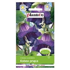 Kobea pnąca fioletowa 0,5g PlantiCo
