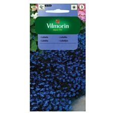 Lobelia Blue Carpet 0,5g Vilmorin