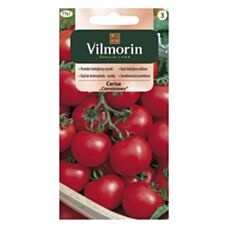 Pomidor koktajlowy Cerise 1g Vilmorin