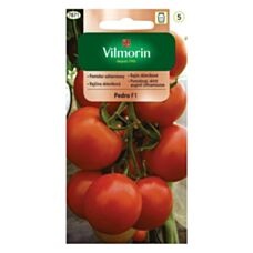 Pomidor szklarniowy Pedro mieszaniec F1 0,1g Vilmorin