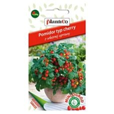 pomidor cherry plantico