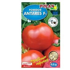 Pomidor karłowy Antares F1 0,1g Polan