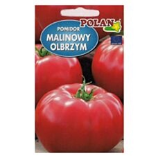 Pomidor malinowy Olbrzym 0,5g Polan