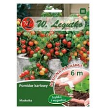 Pomidor Maskotka - taśma 6m Legutko
