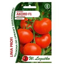 Pomidor pod osłony Akord F1 - 30 nasion Legutko