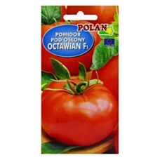 Pomidor szklarniowy Octawian F1 0,1g Polan