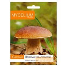Grzybnia Borowik usiatkowany 10g Mycelium