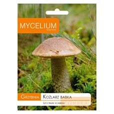 Grzybnia Koźlarz Babka 10g Mycelium