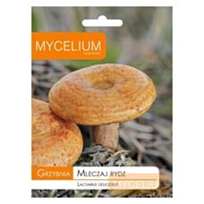 Grzybnia Mleczaj Rydz 10g Mycelium