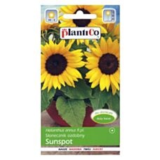 Słonecznik ozdobny Sunspot 2g PlantiCo