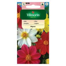 Dalia zmienna Mignon Mix 1g Vilmorin