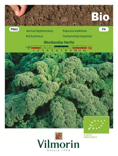 BIO Jarmuż Westlandse Herfst 2g Vilmorin