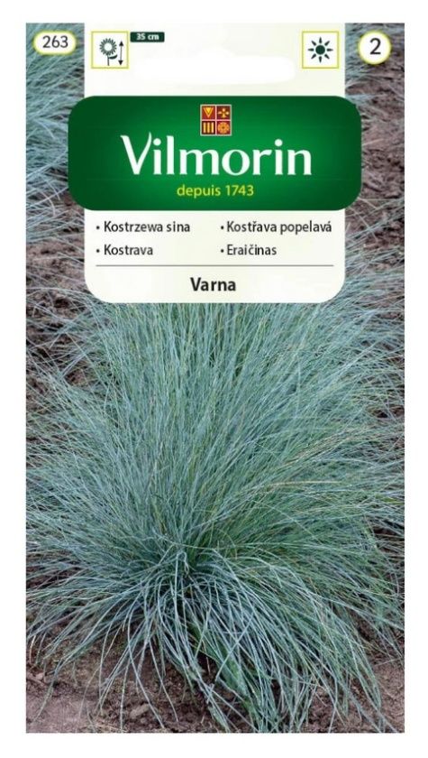 Kostrzewa sina Varna 0,4g Vilmorin