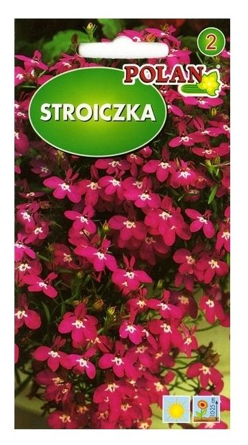 Lobelia przylądkowa Polan