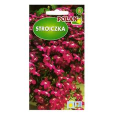 Lobelia przylądkowa Polan