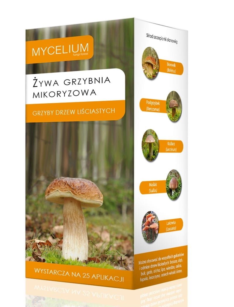 Żywa grzybnia mikoryzowa grzyby drzew liściastych 250 ml Mycelium 