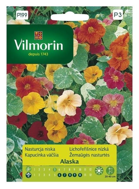 Nasturcja niska Alaska Vilmorin