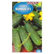 Ogórek Borus 5g Polan