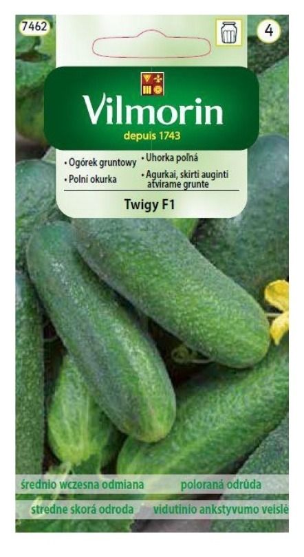 Ogórek gruntowy Twigy F1 3g Vilmorin