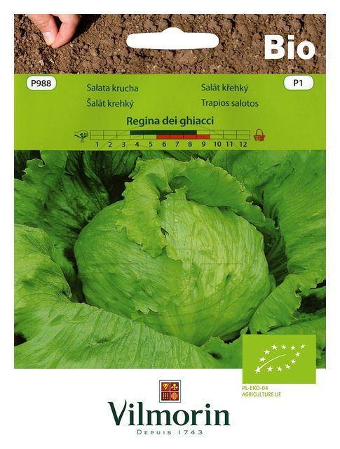 BIO sałata krucha Regina 0,5g Vilmorin